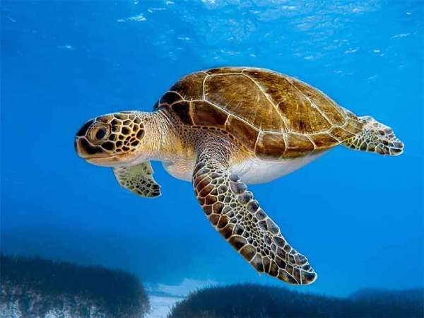 Nằm mơ thấy rùa đen là điềm báo gì Nằm mơ thấy rùa đen là điềm báo gì