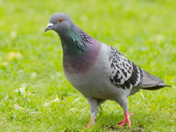 Ngủ mơ thấy chim bồ câu xây tổ hên hay xui Ngủ mơ thấy chim bồ câu xây tổ hên hay xui