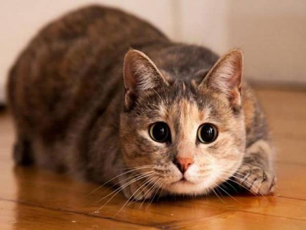 Giải mộng thấy mèo mất đuôi
