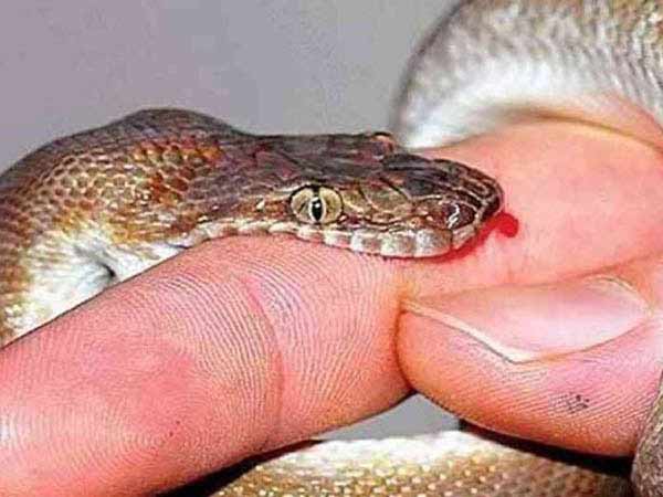 Nằm ngủ mê thấy bị rắn độc cắn Nằm ngủ mê thấy bị rắn độc cắn