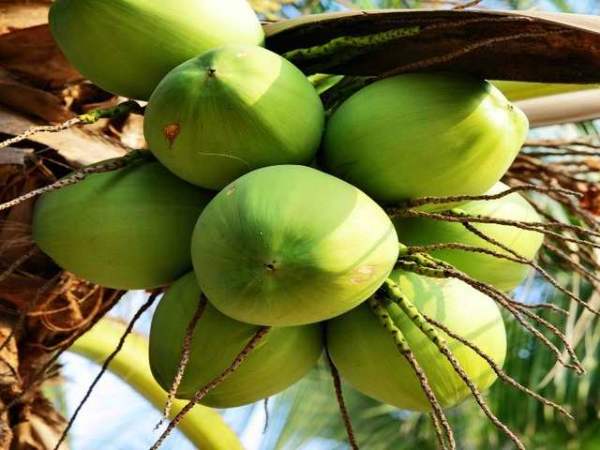 Nằm mơ thấy quả dừa số mấy Nằm mơ thấy quả dừa số mấy