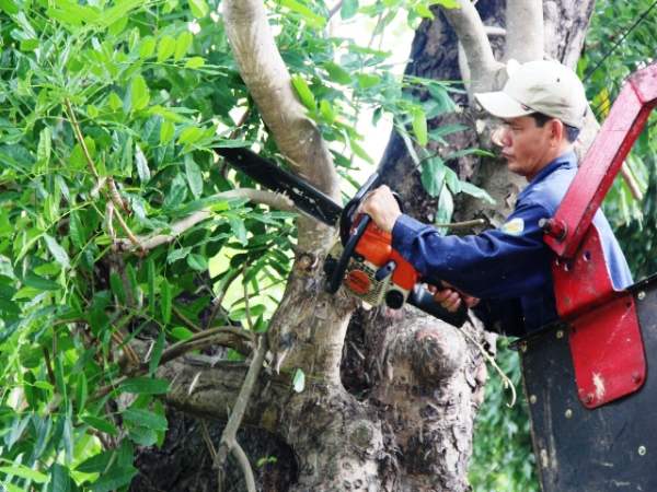 Mơ thấy bố chặt cây me hên hay xui?