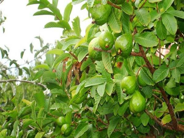 Cây ổi số mấy
