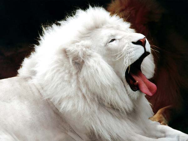 Con sư tử số mấy - Nằm mơ thấy con sư tử đánh con gì