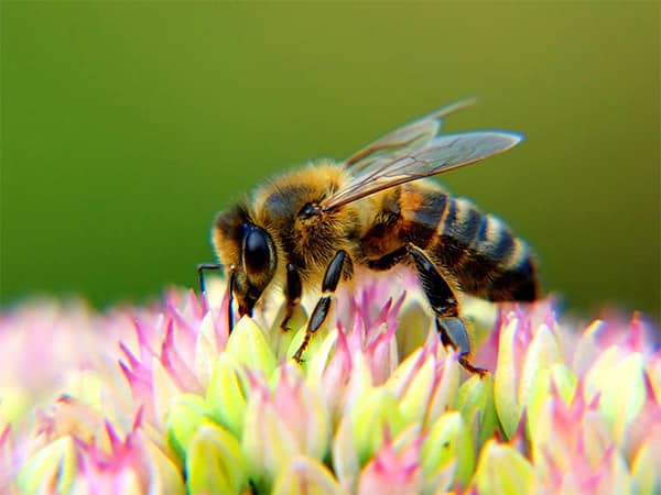 Tìm hiểu ý nghĩa giấc mơ thấy con ong số mấy, dự báo tốt hay xui?