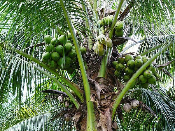 Phân tích ý nghĩa giấc mơ thấy cây dừa dự báo điềm may hay rủi sắp tới?