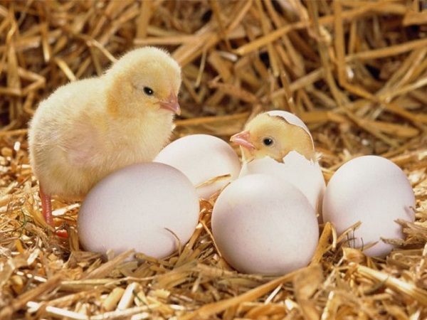 Giải mã ý nghĩa giấc mơ thấy gà đẻ trứng