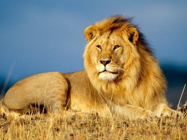 Nhìn thấy con sư tử chọn vé số con gì, có ý nghĩa điềm báo gì