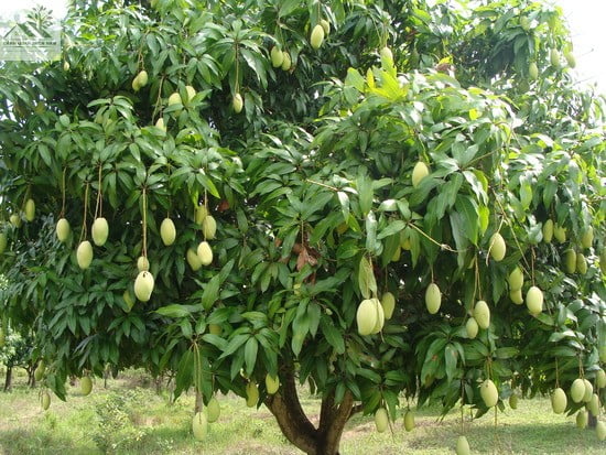 Thấy cây xoài có trái non
