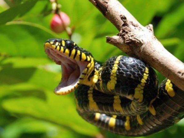 Nằm mơ thấy bị rắn đuổi là điềm gì, cảnh báo gì? Nằm mơ thấy bị rắn đuổi là điềm gì, cảnh báo gì?