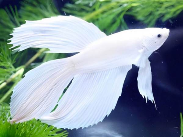 Mơ thấy bắt được cá trắng