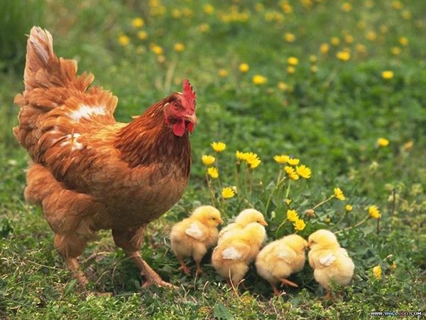 Gà mái số mấy, con gì điềm gì mang đến phú quý tài lộc?