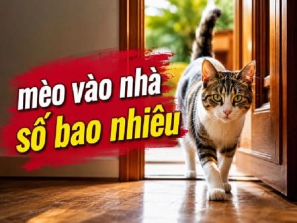 Mèo vào nhà số mấy theo kinh nghiệm dân gian