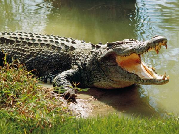 Ý nghĩa con cá sấu trong phong thủy và tâm linh