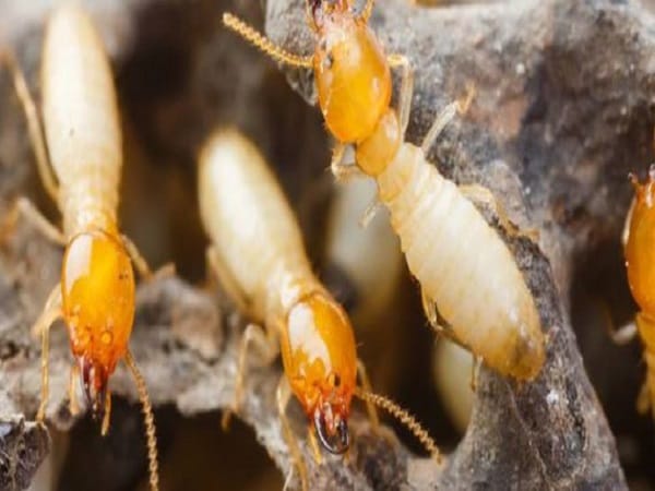 Ý nghĩa của con mối trong quan niệm dân gian
