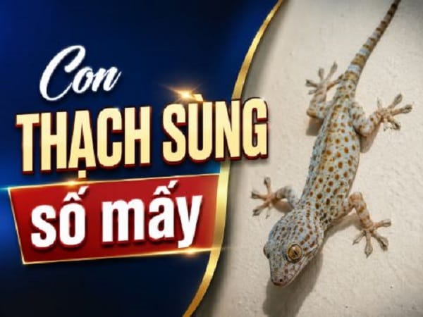 Con thạch sùng là số mấy, số bao nhiêu từng trường hợp Con thạch sùng là số mấy, số bao nhiêu từng trường hợp