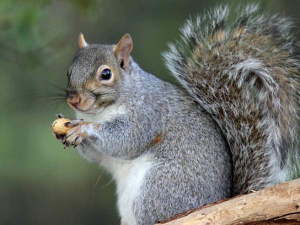 Con sóc là con gì? Con sóc là con gì?