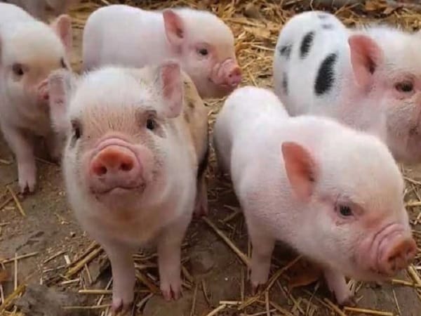 Ý nghĩa biểu tượng của con heo trong văn hóa Việt